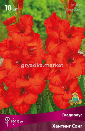 Гладиолус гофрированный Хантинг Сонг 10шт (красно-оранжевый, 10-12, h110см)
