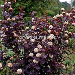 Пузыреплодник калинолистный Ред Барон (Red Baron) с3