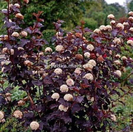 Пузыреплодник калинолистный Ред Барон (Red Baron) с3