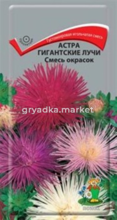 Астра Гигантские лучи Смесь окрасок (ЦВ) (