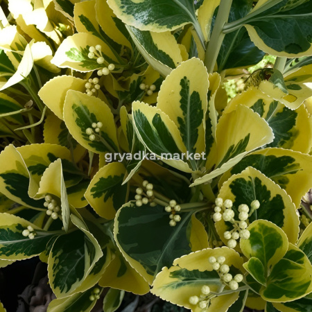 Бересклет японский Марике C5 Шт 80 1