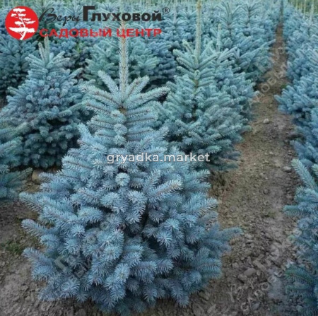 Ель колючая (Picea pungens) Супер Блю Сидлинг  80-100 С7,5 ГлХ