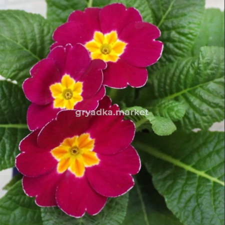 Примула Юлии (бордовая), С3