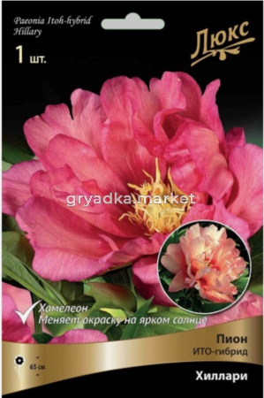 Пион ИТО-гибрид Хиллари 2-3 1шт