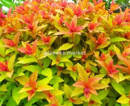 Спирея японская Голдфлэйм (Goldflame) с3