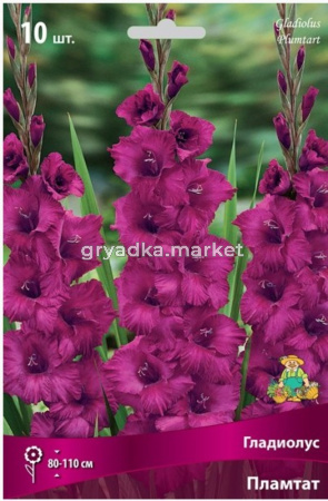 Гладиолус Пламтат 10шт 10-12