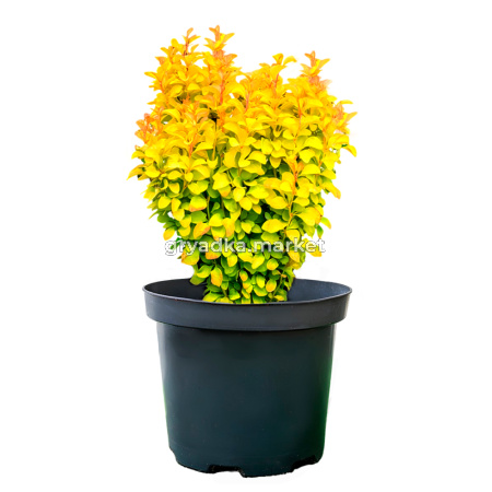 Барбарис тунберга Саммер Сансет C 3 20-30 2