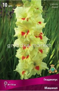Гладиолус Машиал (светло-жёлтый с оранжево-красным мазком у центра на нижних лепестках, 10шт, 10-12)