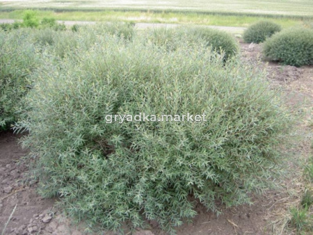 Ива пурпурная Нана с3 (Никитенко)