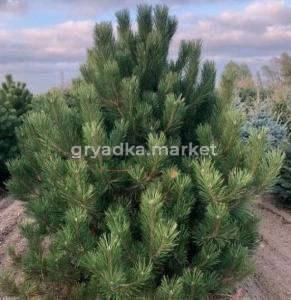 Скриншот 21-04-2026 105341