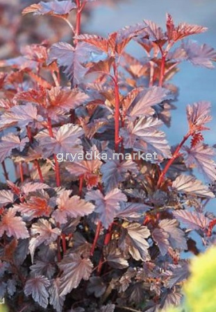 Скриншот 21-04-2026 112119