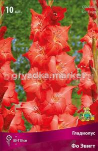 Гладиолус гофрированный Фо Эвигт 10шт (красно-оранжевый, 10-12, h110см)