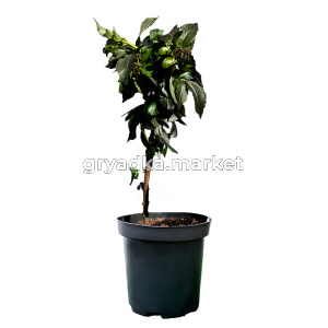 Бузина черная Блек Тауер C3 2