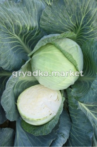 Скриншот 09-07-2025 155301