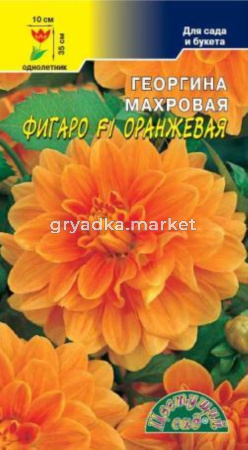 Георгина Фигаро F1 Оранжевая махровая Цвет сад