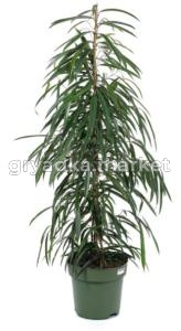 Фикус биннедика Али, пал. (D-21; H-105)