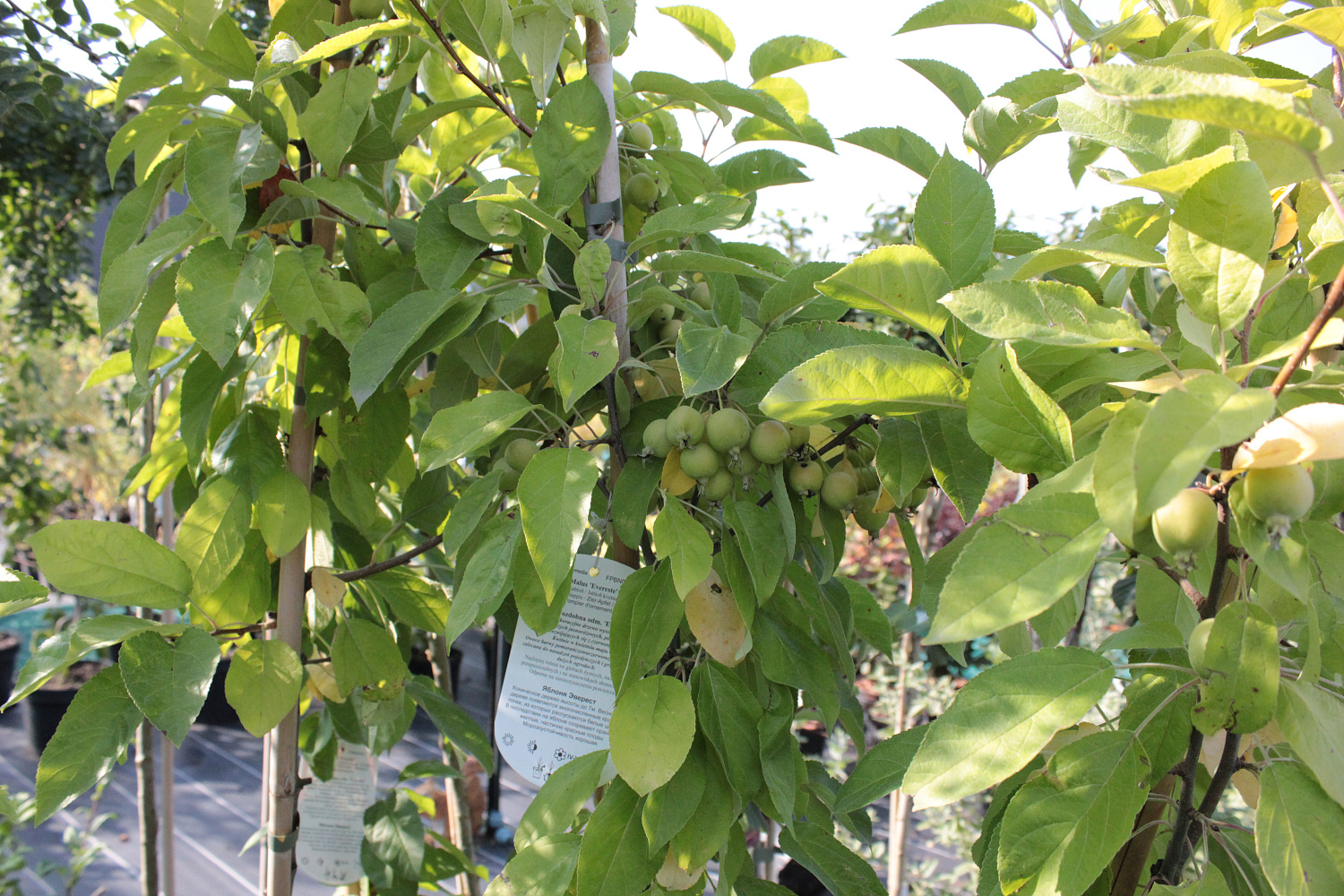 Секреты успешного выращивания саженцев: от выбора почвы до ухода