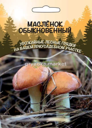 Мицелий Грибы Масленок Обыкновенный (ССПК) Б-Ф
