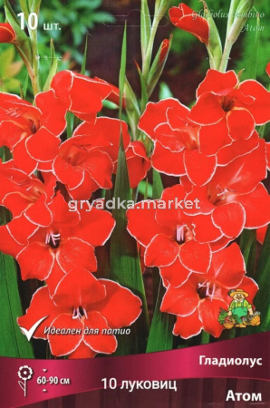 Гладиолус бамбино Атом (ярко-красный с белой окантовкой,10шт, 10-12, h90см)