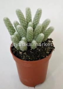 Авония Поперация мини D5,5 H12