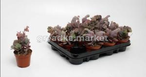 Каланхоэ Амег С8,5 Н15