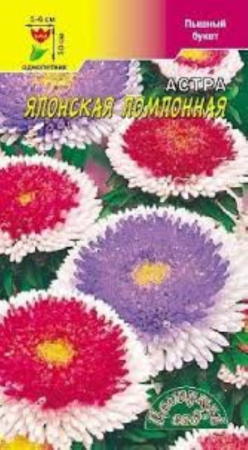 Астра Японская, помпон.смесь Цвет.Сад