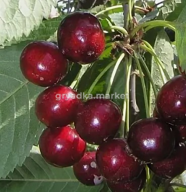 Скриншот 14-04-2026 153723