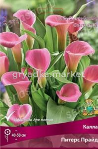 Калла Питерс Прайд 2шт (розово-фиолетовый со светлыми прожилками)