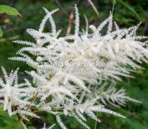 Волжанка двудомная, С3 (Питомник Малахит)