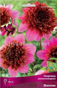 Георгина анемоновидная Фантом (невероятно красивый сорт - цветки с плотным пурпурно-бордовым,1шт, I)