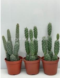 Опунция Диадемата Неколючая С8,5 Н9