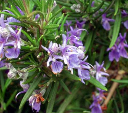 Розмарин лекарственный (С2)