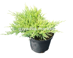 Скриншот 09-11-2023 095946-PhotoRoom.png-PhotoRoom