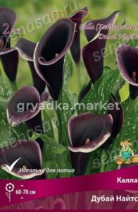 Калла Дубай Найтс 2шт (бархатно-пурпурный с кремовыми краями)