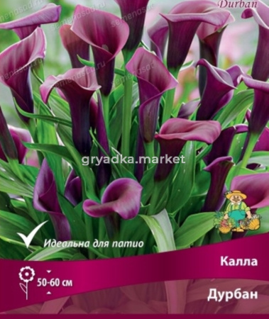 Калла Дурбан 2шт (темно-пурпурный) 
