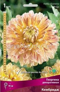Георгина декоративная Кембридж