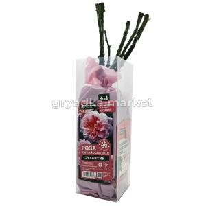 Роза Эглантин английская 1шт (Сиберика)