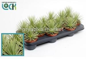 Акация и Мимоза Далбата На Палочке 19см