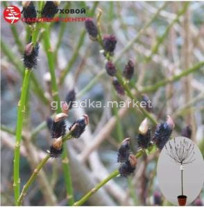 Ива тонкостолбиковая Меланостахис Шт-80 C3 ПК