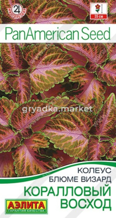 Колеус блюме Коралловый восход ---  Одн Аэлита