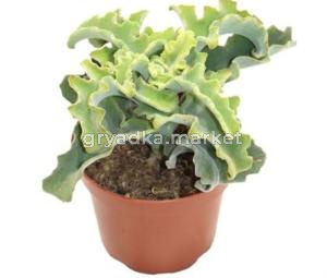 Каланхое Мальтийский крест С12 Н18