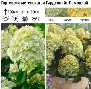 Гортензия метельчатая Гарденлайт Лемонлайт С5 ГлХ