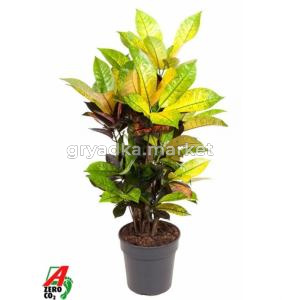 Кротон Миссис Айстон Бранч