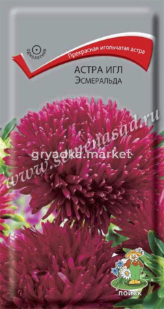 Астра игл Эсмеральда (ЦВ) (