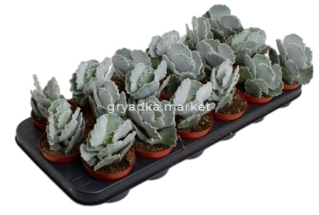 Котиледон ундулата