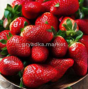 Земляника крупноплодная Роксана Р9 Lav