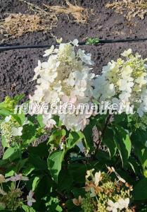 Гортензия метельчатая Пандриа (Питомник Грезневых)