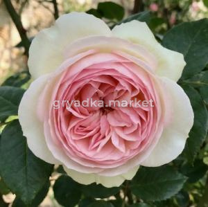 Скриншот 14-04-2026 143330