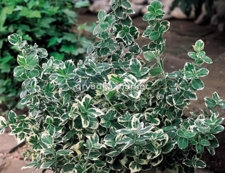 Бересклет Форчуна Эмералд Гайети (С2)