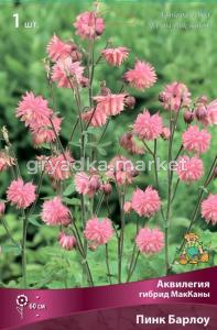 Аквилегия гибрид МакКаны Барлоу Пинк (60см, цветки розовые, 1шт, I)